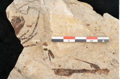 Foto (Detailansicht) von Glyptostrobus europaeus Brongniart (NHMW-GEO-2024-0188-6361)